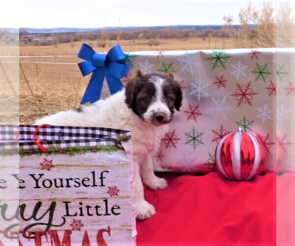 Medium Photo #11 Bordoodle Puppy For Sale in OLATHE, CO, USA