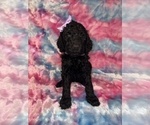 Small #10 Poodle (Standard)