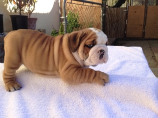 Bulldog Puppy for sale in Cherry Valley, CA, USA