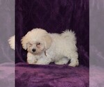 Small Photo #3 Zuchon Puppy For Sale in BLOOMINGTON, IN, USA