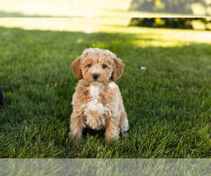 Poodle (Miniature) Puppy for sale in SHIPSHEWANA, IN, USA