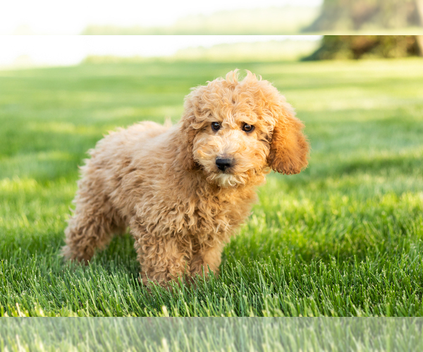 Medium Photo #3 Poodle (Miniature) Puppy For Sale in SHIPSHEWANA, IN, USA