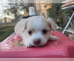 Papillon-Unknown Mix Puppy for sale in MONTEREY PARK, CA, USA