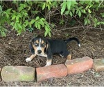 Small #19 Beagle