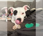 Small #6 American Pit Bull Terrier Mix