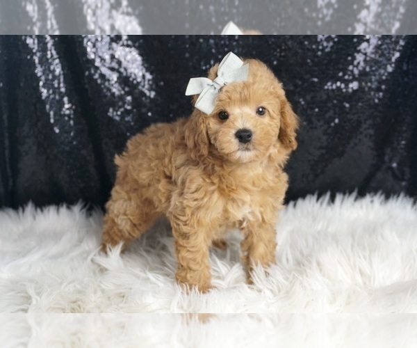 Medium Photo #3 Poodle (Toy) Puppy For Sale in WARSAW, IN, USA