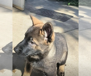 German Shepherd Dog Puppy for Sale in PITTSBURGH, Pennsylvania USA