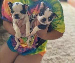 Boston Terrier Puppy for sale in MOUNT ORAB, OH, USA