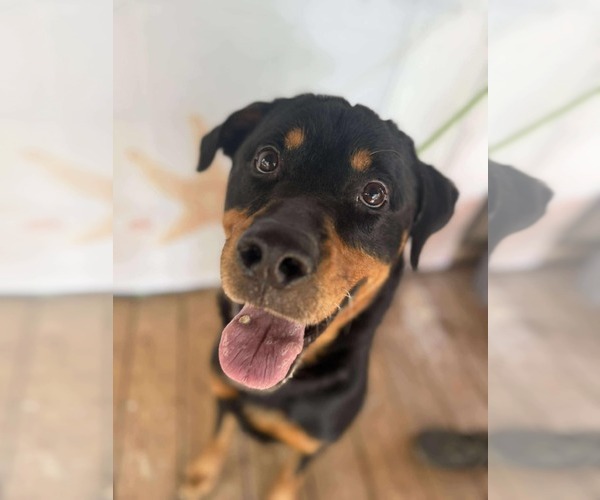 Medium Photo #4 Rottweiler Puppy For Sale in Hillsboro, NH, USA