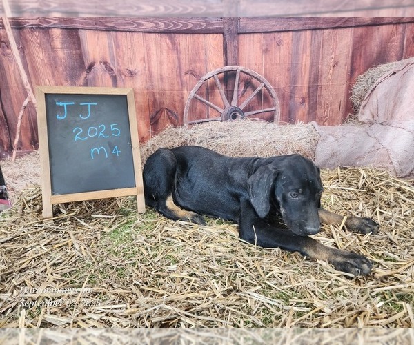 Medium Photo #8 Catahoula Leopard Dog Puppy For Sale in CUMBY, TX, USA