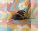 Small #1 Chihuahua