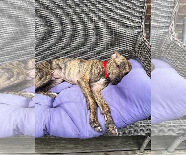 Medium Photo #2 American Pit Bull Terrier-Unknown Mix Puppy For Sale in Landenberg, PA, USA