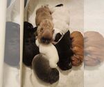 Small Photo #11 French Bulldog Puppy For Sale in CAPE CORAL, FL, USA