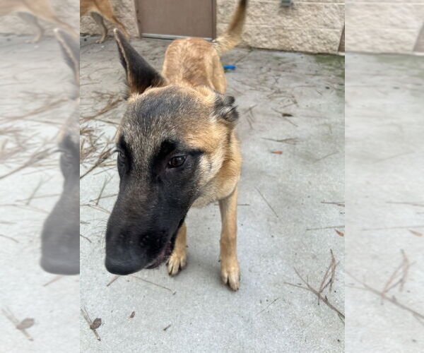 Medium Photo #2 Mutt Puppy For Sale in Imlay City, MI, USA