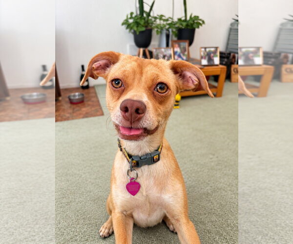 Medium Photo #1 Chihuahua-Greyhound Mix Puppy For Sale in La Verne, CA, USA