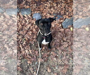 Mutt Dogs for adoption in Boston, MA, USA