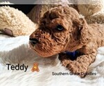 Small Photo #65 Goldendoodle (Miniature) Puppy For Sale in GASTONIA, NC, USA