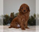 Small Photo #1 Goldendoodle-Poodle (Miniature) Mix Puppy For Sale in NEWPORT, PA, USA