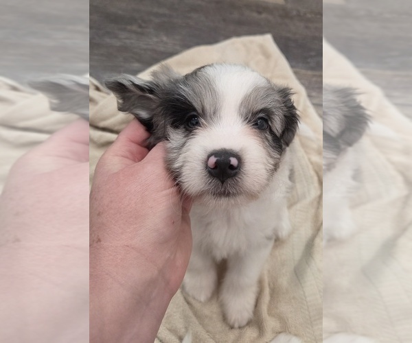 Medium Photo #29 Aussiedoodle Puppy For Sale in WILLS POINT, TX, USA