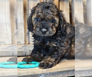 Cockapoo Puppy for sale in HATTIESBURG, MS, USA