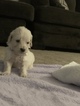 Small Photo #21 Goldendoodle Puppy For Sale in VACAVILLE, CA, USA