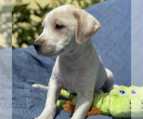 Medium Photo #3 Colonial Cocker Spaniel-Unknown Mix Puppy For Sale in San Diego, CA, USA