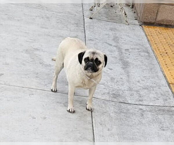 Medium Photo #2 Pug Puppy For Sale in Newport Beach, CA, USA