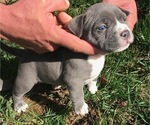 Small Photo #2 American Bully Puppy For Sale in NIXA, MO, USA