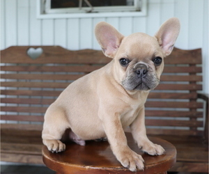 French Bulldog Puppy for sale in SHILOH, OH, USA