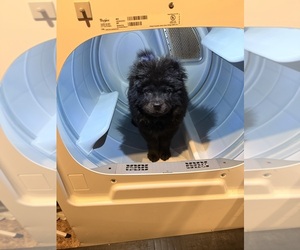 Chow Chow Puppy for sale in RURAL HALL, NC, USA