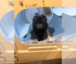 Small Chow Chow