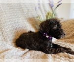 Puppy 3 Poodle (Standard)