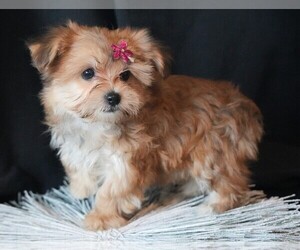 Morkie Puppy for sale in ROCK VALLEY, IA, USA