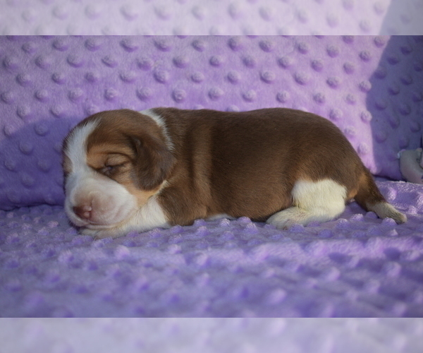 Medium Photo #6 Beagle Puppy For Sale in REASNOR, IA, USA