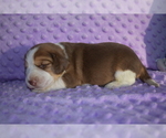 Small Photo #6 Beagle Puppy For Sale in REASNOR, IA, USA