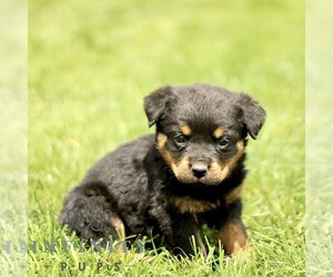 Rottweiler Puppy for sale in CHRISTIANA, PA, USA