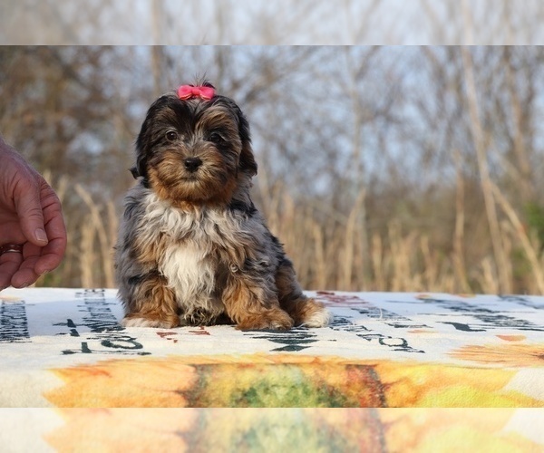 Medium Photo #30 ShihPoo Puppy For Sale in DYERSBURG, TN, USA