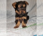 Small Photo #221 Yorkshire Terrier Puppy For Sale in AKRON, OH, USA