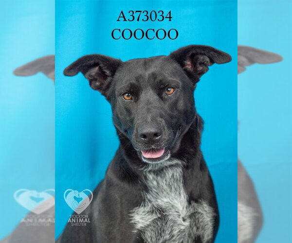 Medium Photo #2 Labrador Retriever Puppy For Sale in Stockton, CA, USA