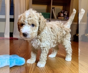 Poochon Puppy for Sale in BARTLESVILLE, Oklahoma USA