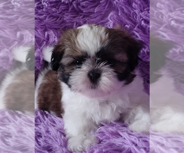Medium Photo #6 Shih Tzu Puppy For Sale in PORT SAINT LUCIE, FL, USA