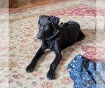 Small Labrador Retriever-Retriever  Mix