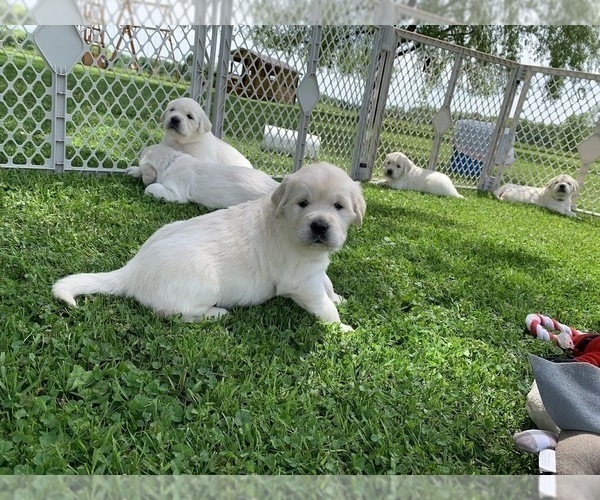 Medium Photo #18 English Cream Golden Retriever Puppy For Sale in MARSHFIELD, WI, USA