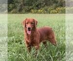 Small Photo #1 Golden Retriever Puppy For Sale in NEWPORT, PA, USA