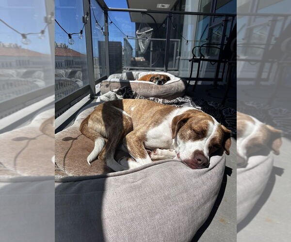 Medium Photo #4 Boxer Puppy For Sale in San Diego, CA, USA