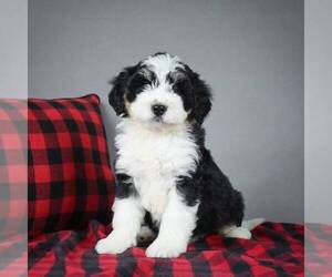 Miniature Bernedoodle Puppy for sale in DALTON, OH, USA