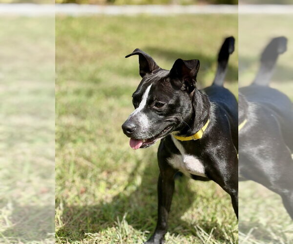 Medium Photo #8 Mutt Puppy For Sale in Oak Bluffs, MA, USA