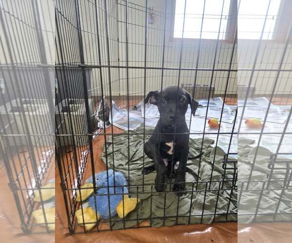 Medium Photo #2 Labrador Retriever-Unknown Mix Puppy For Sale in SHERBURNE, NY, USA