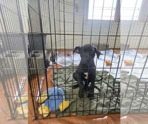 Vesper (NY-Sarah) - Male Labrador Retriever-Unknown Mix Dog for Adoption - Photo #2