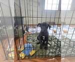 Small Photo #2 Labrador Retriever-Unknown Mix Puppy For Sale in SHERBURNE, NY, USA
